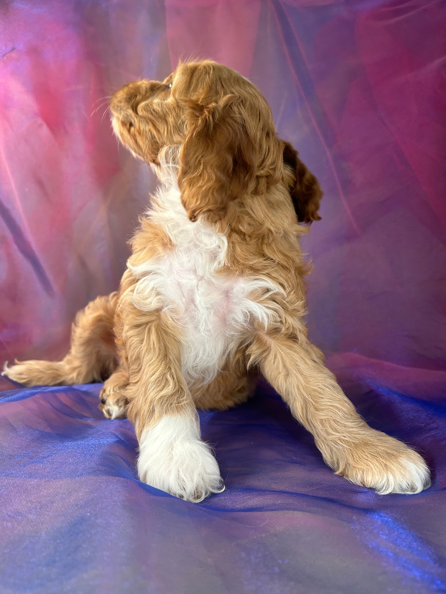 Male F1 Cockapoo Pup for Sale in Iowa $1000 DOB 1-22-2024